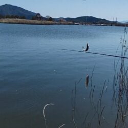 ホンモロコ釣り終盤